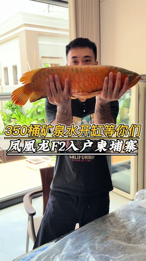 給我一些預(yù)防龍魚打架的圖片，聲東擊西———用銀龍當(dāng)“調(diào)解員”
