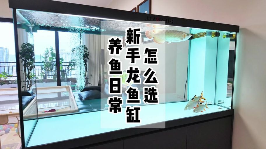 該網站是否有龍魚養殖視頻教程？，“龍魚天下”龍魚養殖視頻