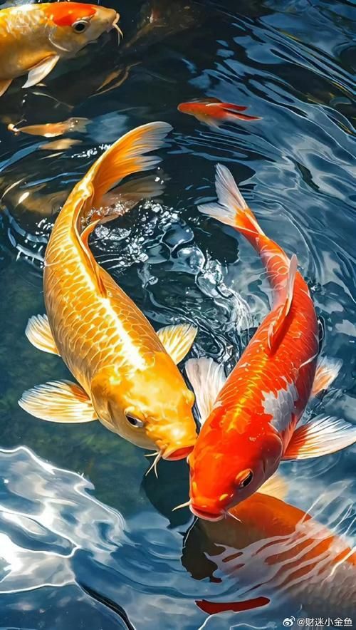 有哪些顏色搭配適合龍魚缸裝飾？，適合龍魚缸的顏色搭配建議