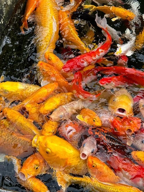 有哪些顏色搭配適合龍魚缸裝飾？，適合龍魚缸的顏色搭配建議