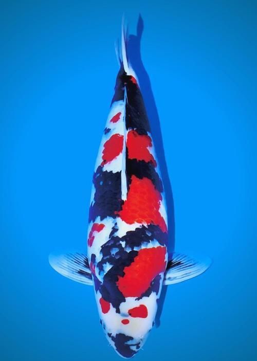 有哪些顏色搭配適合龍魚缸裝飾？，適合龍魚缸的顏色搭配建議
