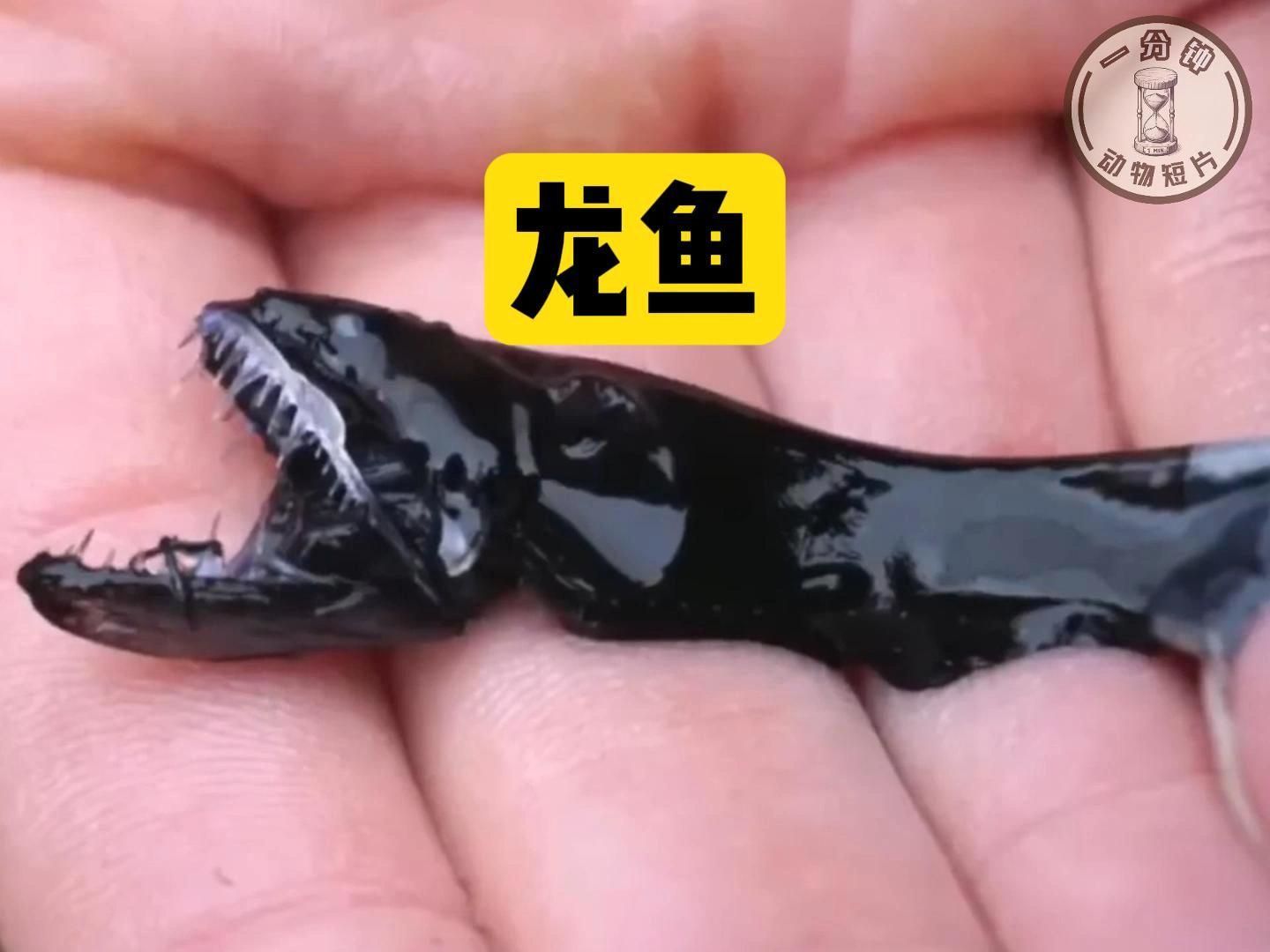 有沒有更多龍魚的秒懂百科視頻？，探索龍魚的奧秘時，我們發現了“秒懂百科”系列視頻