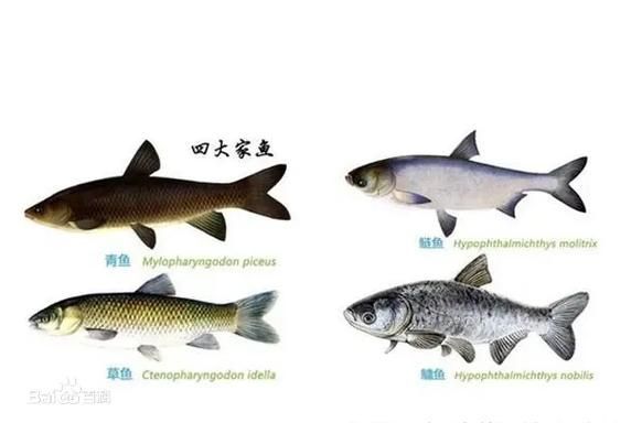 混養(yǎng)魚類時需要注意什么，混養(yǎng)魚類基礎(chǔ)知識