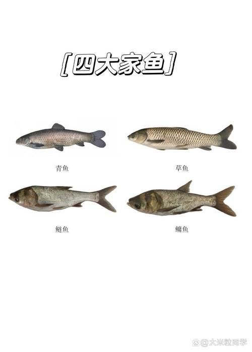 混養(yǎng)魚類時需要注意什么，混養(yǎng)魚類基礎(chǔ)知識