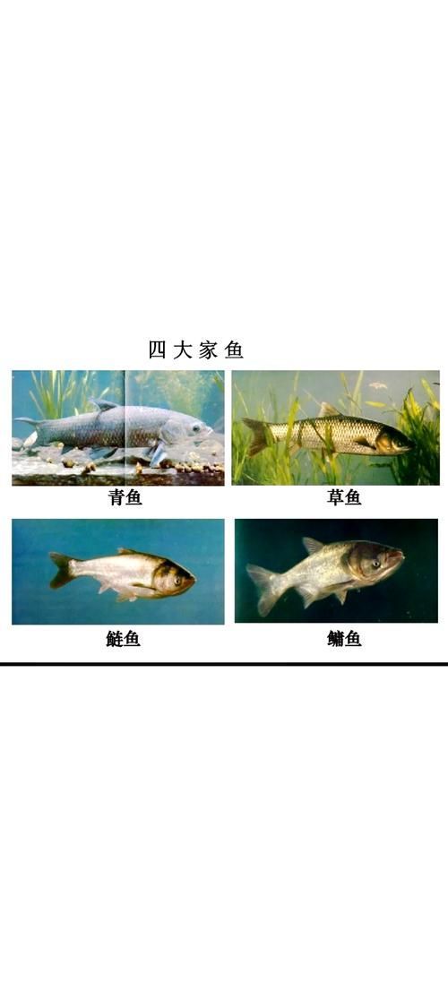 混養(yǎng)魚類時需要注意什么，混養(yǎng)魚類基礎(chǔ)知識