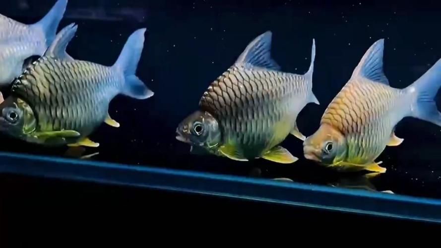 廣州紅龍魚場哪個口碑最好？，廣州優質紅龍魚場對比清單