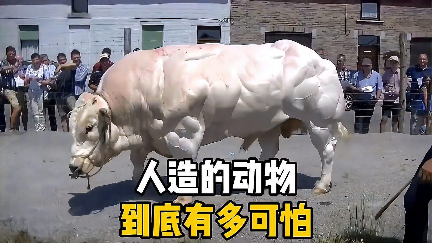 哪些品種的人工繁殖成功率最高，哪些植物的人工繁殖成功率較高