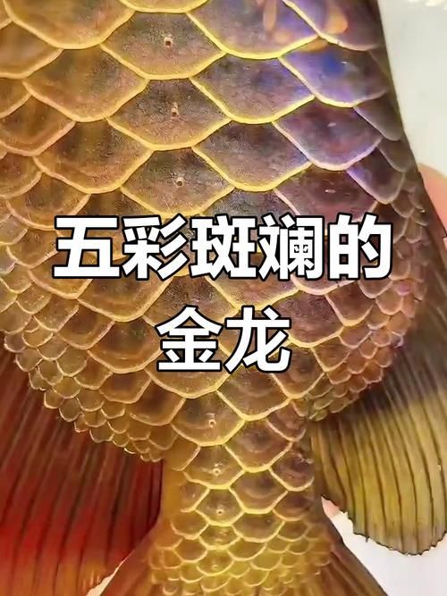古典金龍長大后的樣子，古典金龍的價格是多少