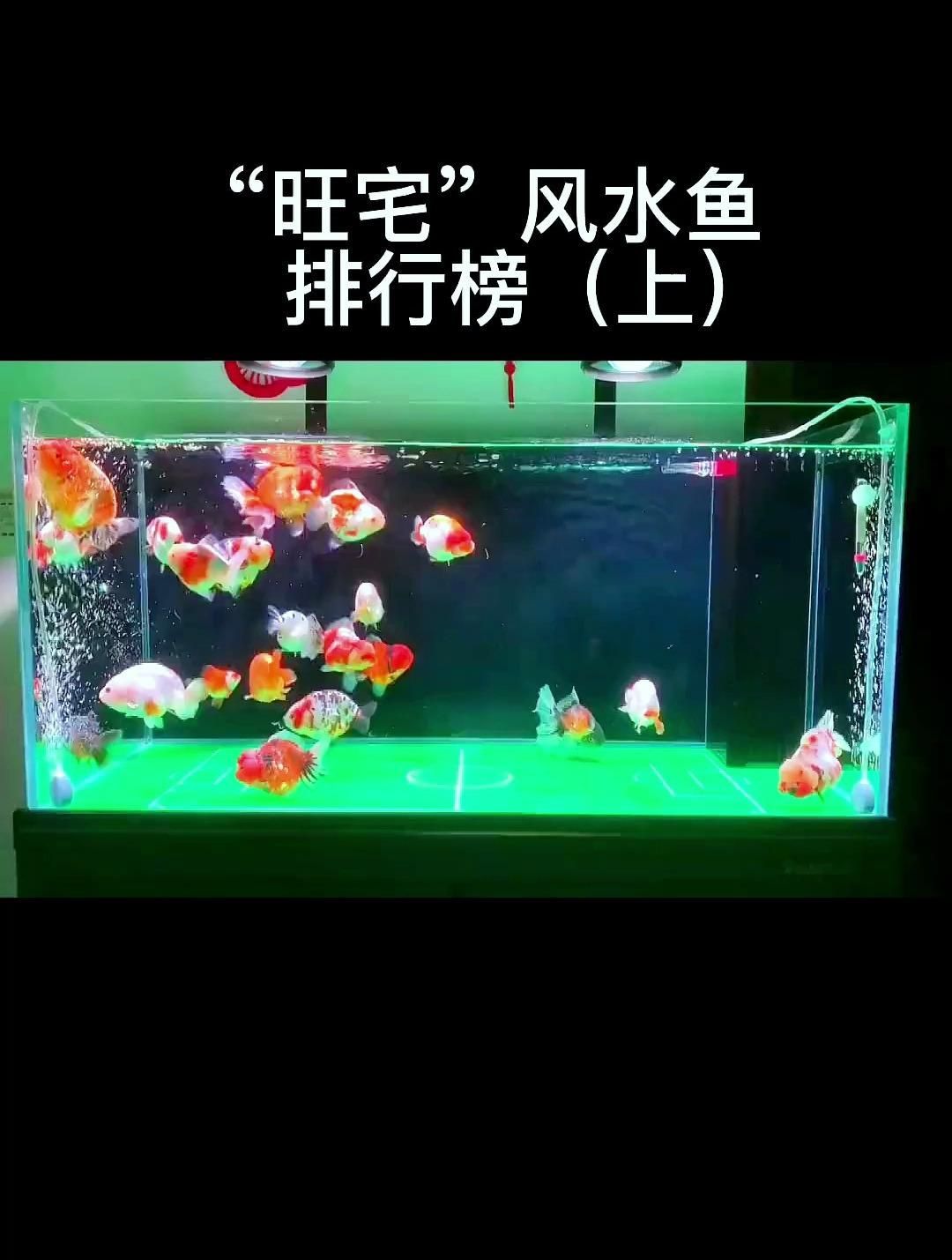 有哪些風水魚被認為最具靈性，「家庭風水魚選擇指南」