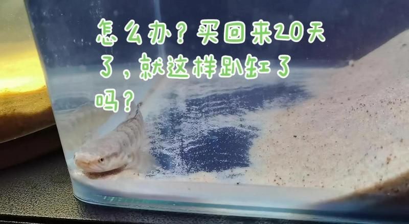 有哪些方法可以加速雷龍魚適應，雷龍魚剛到新環境趴缸、躲藏、不吃食，不是生病，而是典型的應激反應