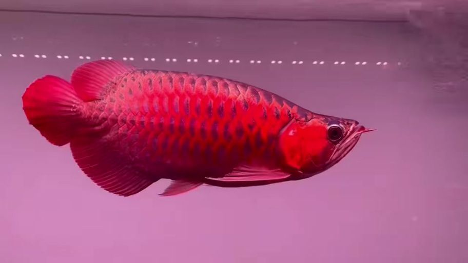 除了四大名龍，還有哪些稀有紅龍魚品種？，盤點幾種稀有紅龍魚品種 除了四大名龍，還有哪些稀有紅龍魚品種？，盤點幾種稀有紅龍魚品種 龍魚百科 第3張