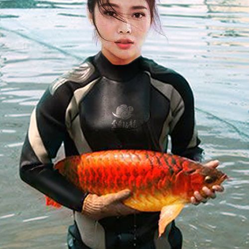 除了四大名龍，還有哪些稀有紅龍魚品種？，盤點幾種稀有紅龍魚品種 除了四大名龍，還有哪些稀有紅龍魚品種？，盤點幾種稀有紅龍魚品種 龍魚百科 第17張