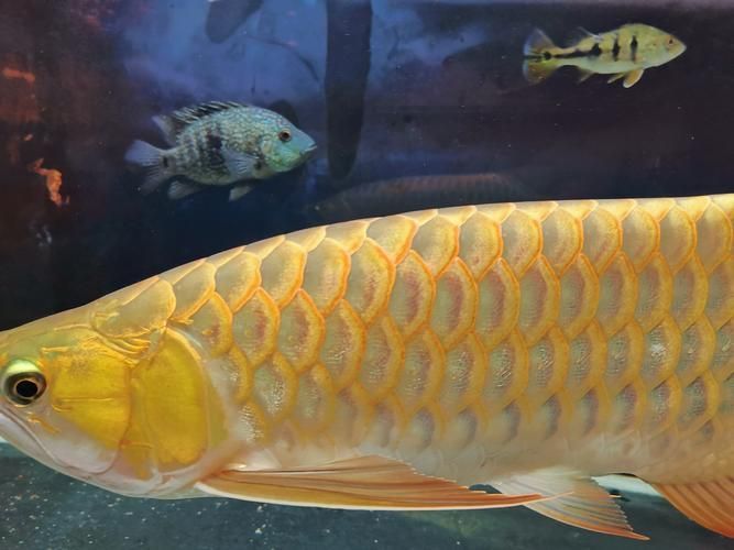 除了四大名龍，還有哪些稀有紅龍魚品種？，盤點幾種稀有紅龍魚品種 除了四大名龍，還有哪些稀有紅龍魚品種？，盤點幾種稀有紅龍魚品種 龍魚百科 第10張