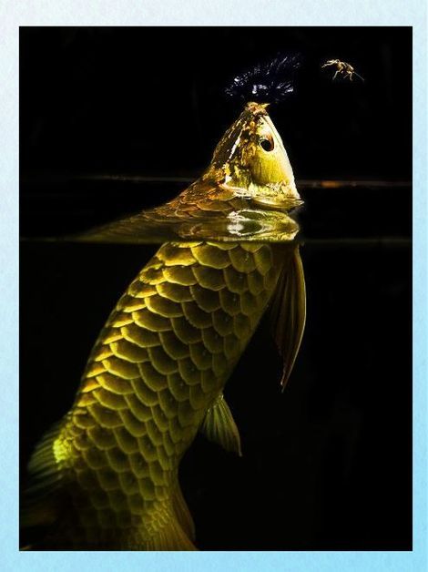 給我一些金龍魚常見疾病的圖片，金龍魚常見疾病及治療方法