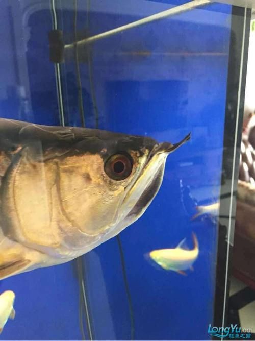 給我一些金龍魚常見疾病的圖片，金龍魚常見疾病及治療方法