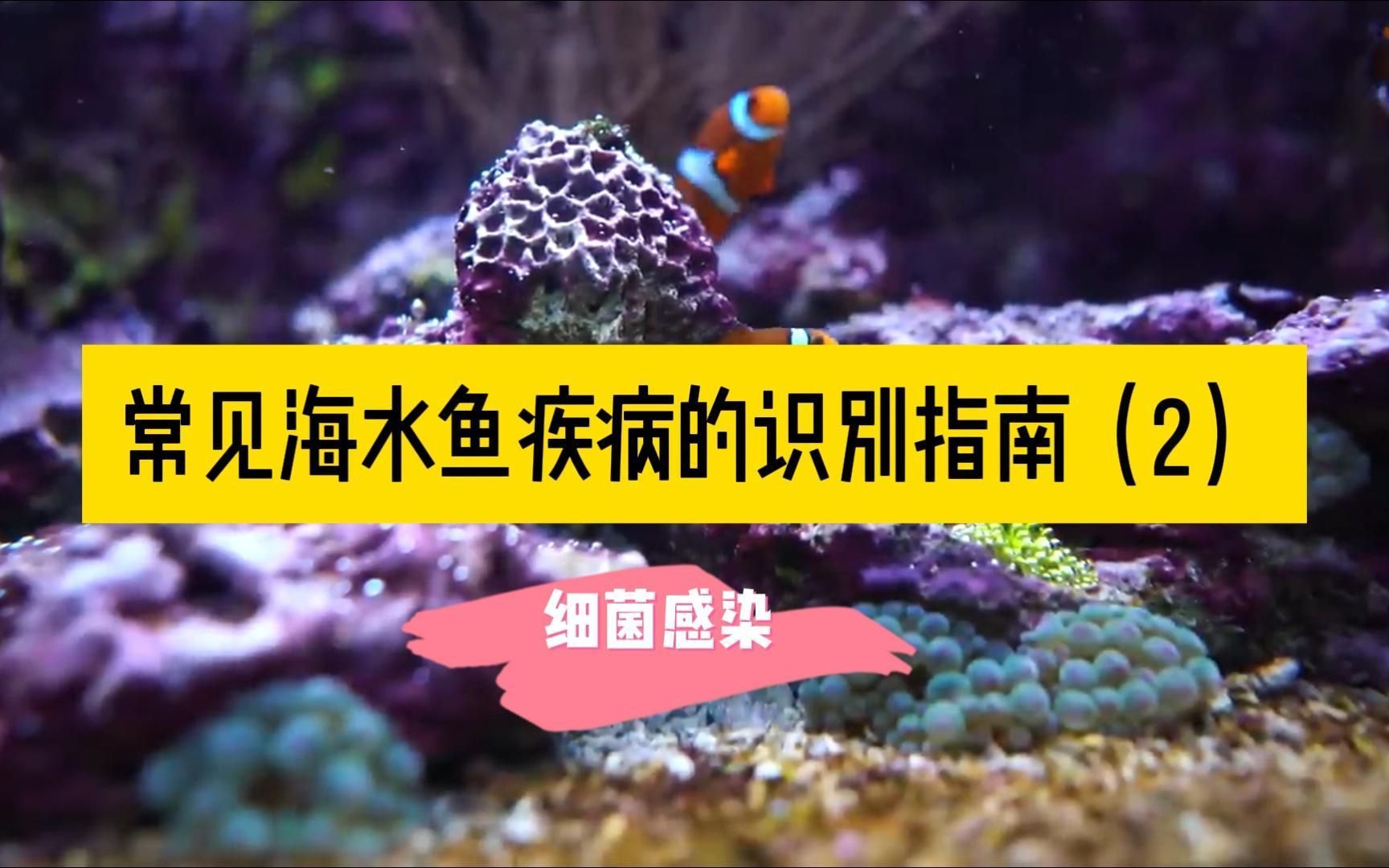 能否給出具體的魚病治療方案，常見魚病的治療方案