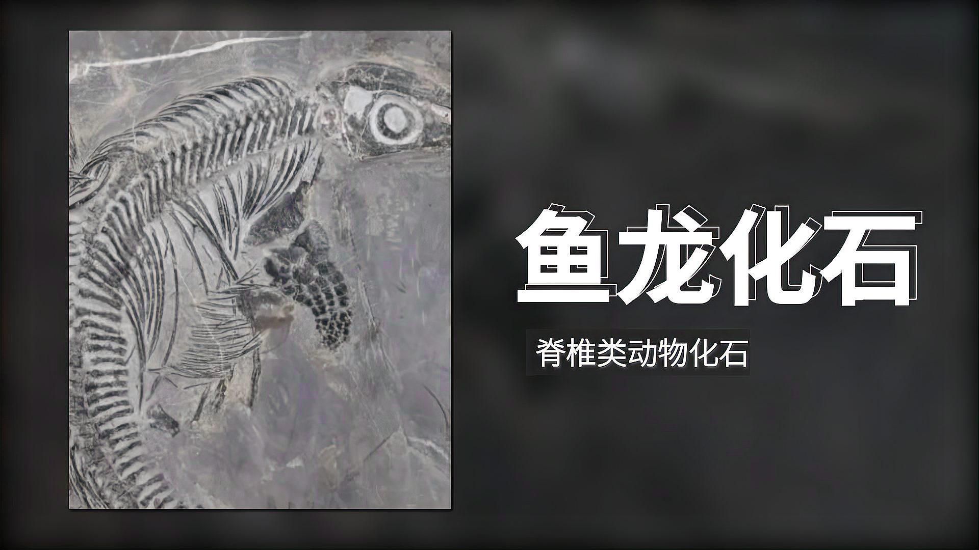 魚龍的化石在哪里發現，全球魚龍化石發現最原始、最原始、最原始、最古老的魚龍化石群