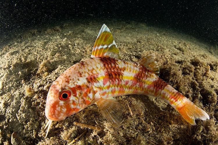 祥龍魚場的和尚魚品質如何？，“祥龍魚場和尚魚”是什么？