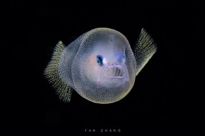 祥龍魚場的和尚魚品質如何？，“祥龍魚場和尚魚”是什么？