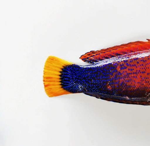 祥龍魚場的和尚魚品質如何？，“祥龍魚場和尚魚”是什么？