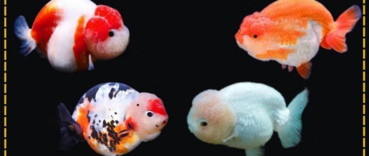 有哪些著名的金魚(yú)品種，著名的金魚(yú)品種：龍種金魚(yú)中哪個(gè)品種最珍貴龍種金魚(yú)