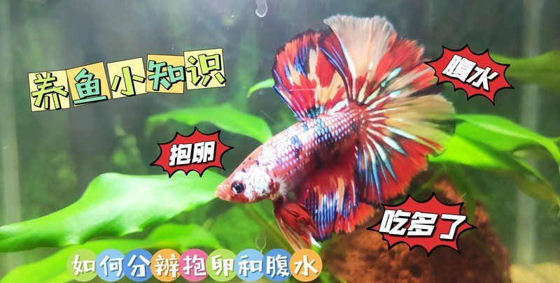 如何判斷魚類是否患有腹水，arxiv論文助手（arxiv論文助手（ascites）