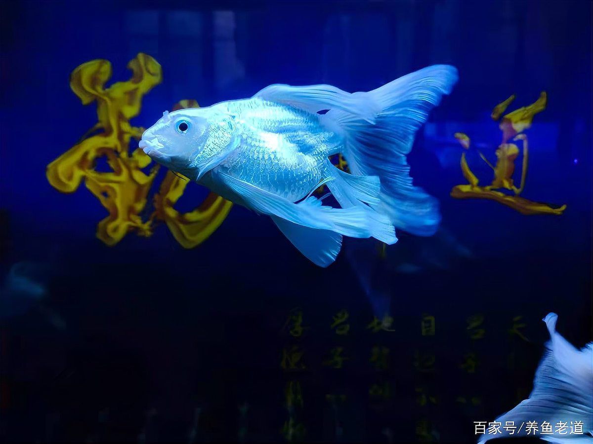 如何判斷魚類是否患有腹水，arxiv論文助手（arxiv論文助手（ascites）