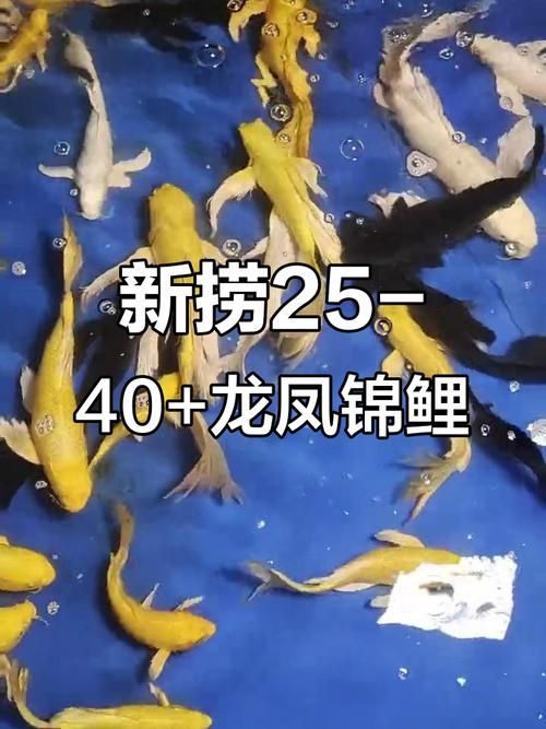龍鳳魚的價(jià)格范圍是多少，龍鳳錦鯉的價(jià)格