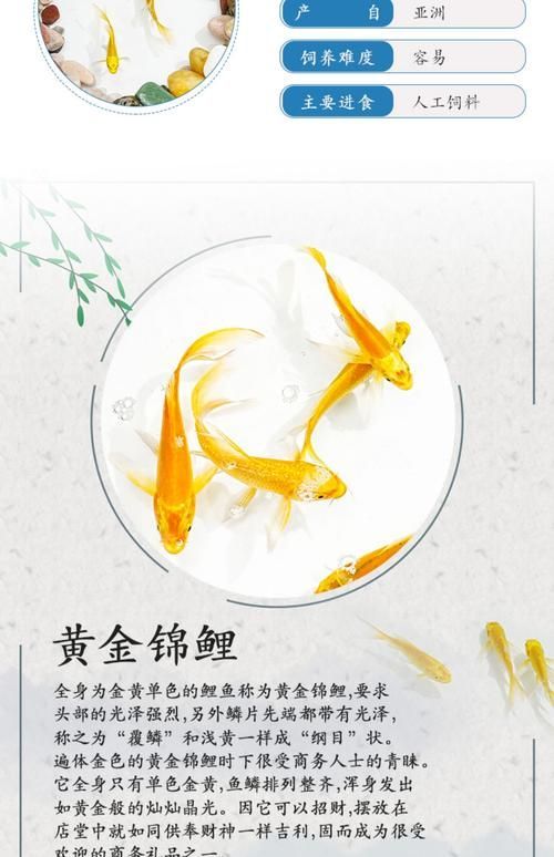 龍鳳魚的價(jià)格范圍是多少，龍鳳錦鯉的價(jià)格