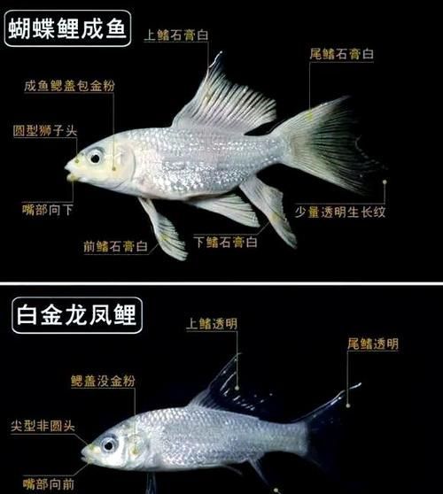 龍鳳魚的價(jià)格范圍是多少，龍鳳錦鯉的價(jià)格