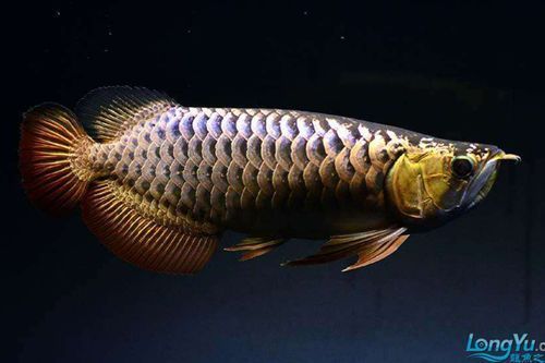 過背金龍魚幼魚的價(jià)格是多少，背金龍魚幼魚的價(jià)格因地區(qū)、季節(jié)和市場供需情況而異
