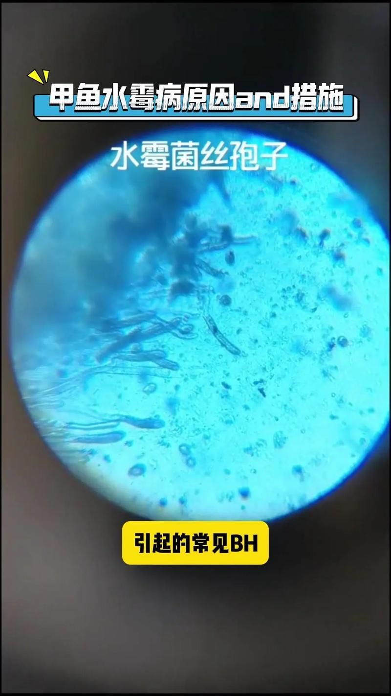 如何判斷魚缸是否感染真菌，arxiv論文助手arxiv論文助手判斷魚缸是否感染真菌