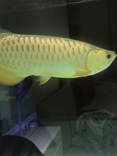 龍魚張嘴空咬,龍魚張嘴空咬是一種常見的行為表現,背后的健康與心理狀態 龍魚百科 第5張 龍魚張嘴空咬,龍魚張嘴空咬是一種常見的行為表現,背后的健康與心理狀態 龍魚張嘴空咬,龍魚張嘴空咬是一種常見的行為表現,背后的健康與心理狀態 龍魚百科 第5張