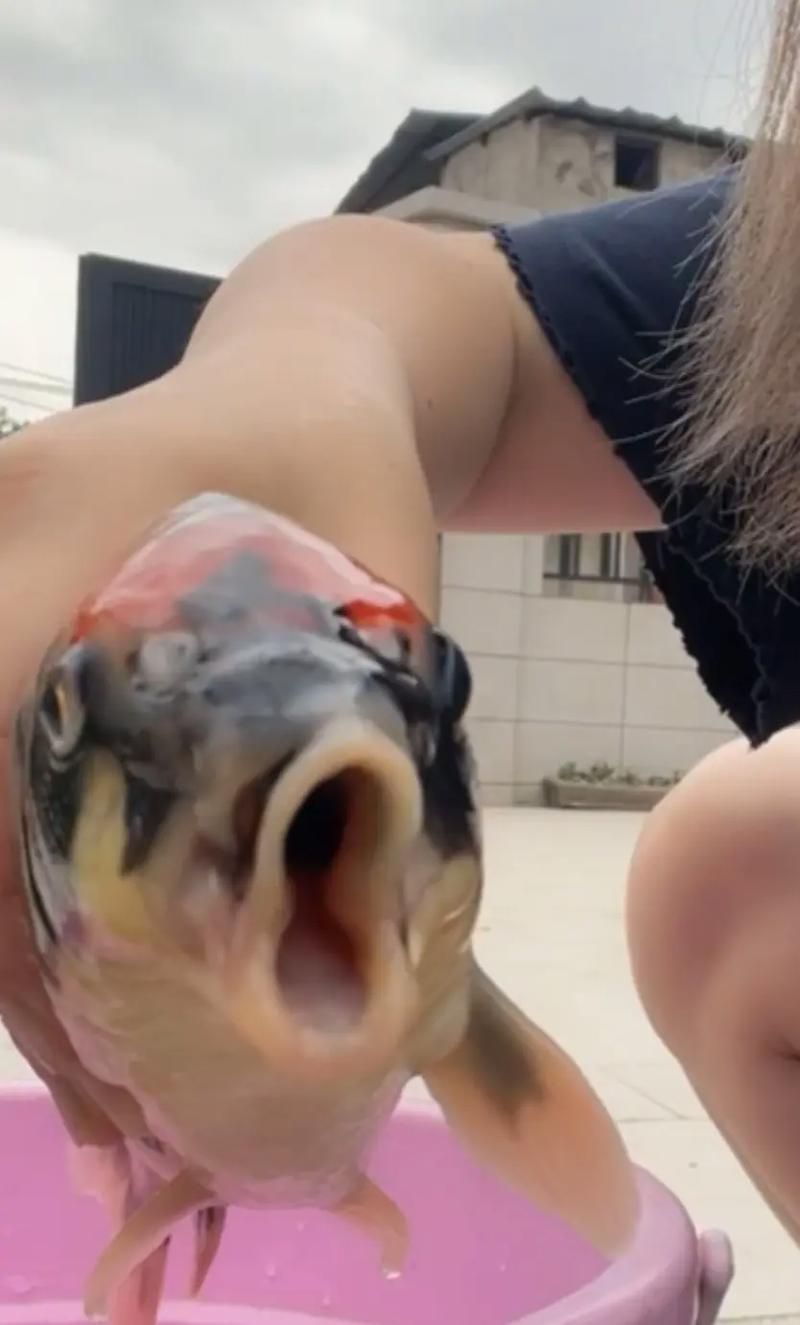 龍魚張嘴空咬，龍魚張嘴空咬是一種常見的行為表現，背后的健康與心理狀態 龍魚張嘴空咬，龍魚張嘴空咬是一種常見的行為表現，背后的健康與心理狀態 龍魚百科 第11張