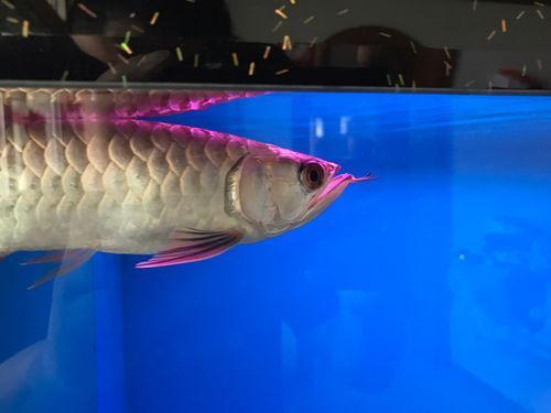 龍魚張嘴空咬,龍魚張嘴空咬是一種常見的行為表現,背后的健康與心理狀態 龍魚百科 第9張 龍魚張嘴空咬,龍魚張嘴空咬是一種常見的行為表現,背后的健康與心理狀態 龍魚張嘴空咬,龍魚張嘴空咬是一種常見的行為表現,背后的健康與心理狀態 龍魚百科 第9張