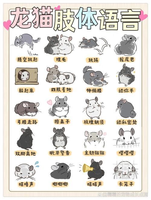 如何正確抓握龍貓，新手如何正確抓握龍貓