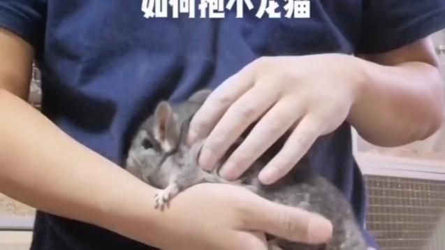 如何正確抓握龍貓，新手如何正確抓握龍貓