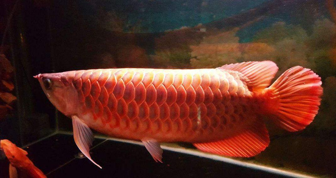 李亞四龍魚有哪些獨特特征？，李亞四龍魚的搜索
