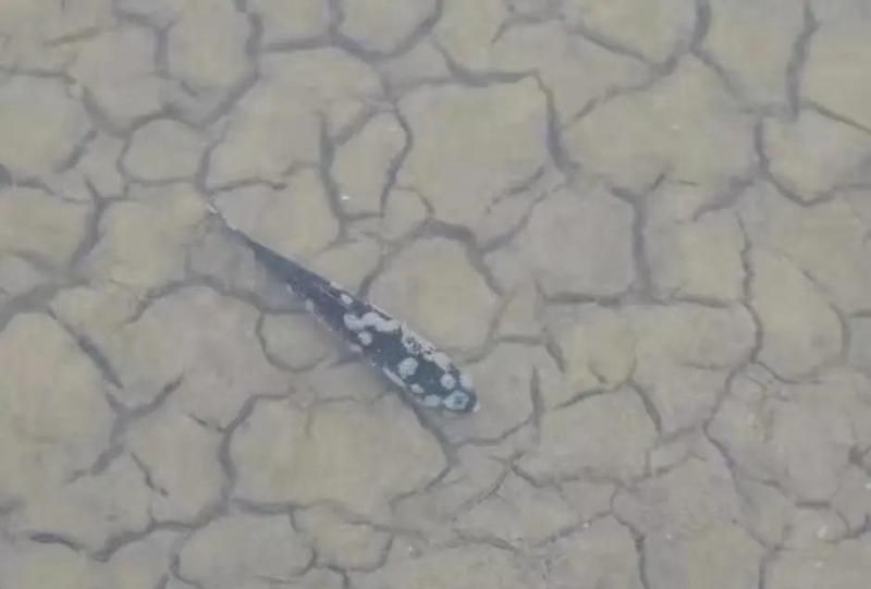 如何預防魚真菌病的爆發，如何預防魚真菌病