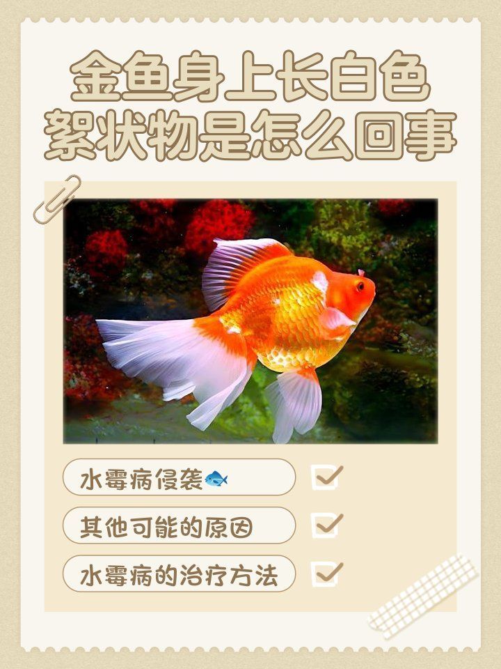 如何預防魚真菌病的爆發，如何預防魚真菌病