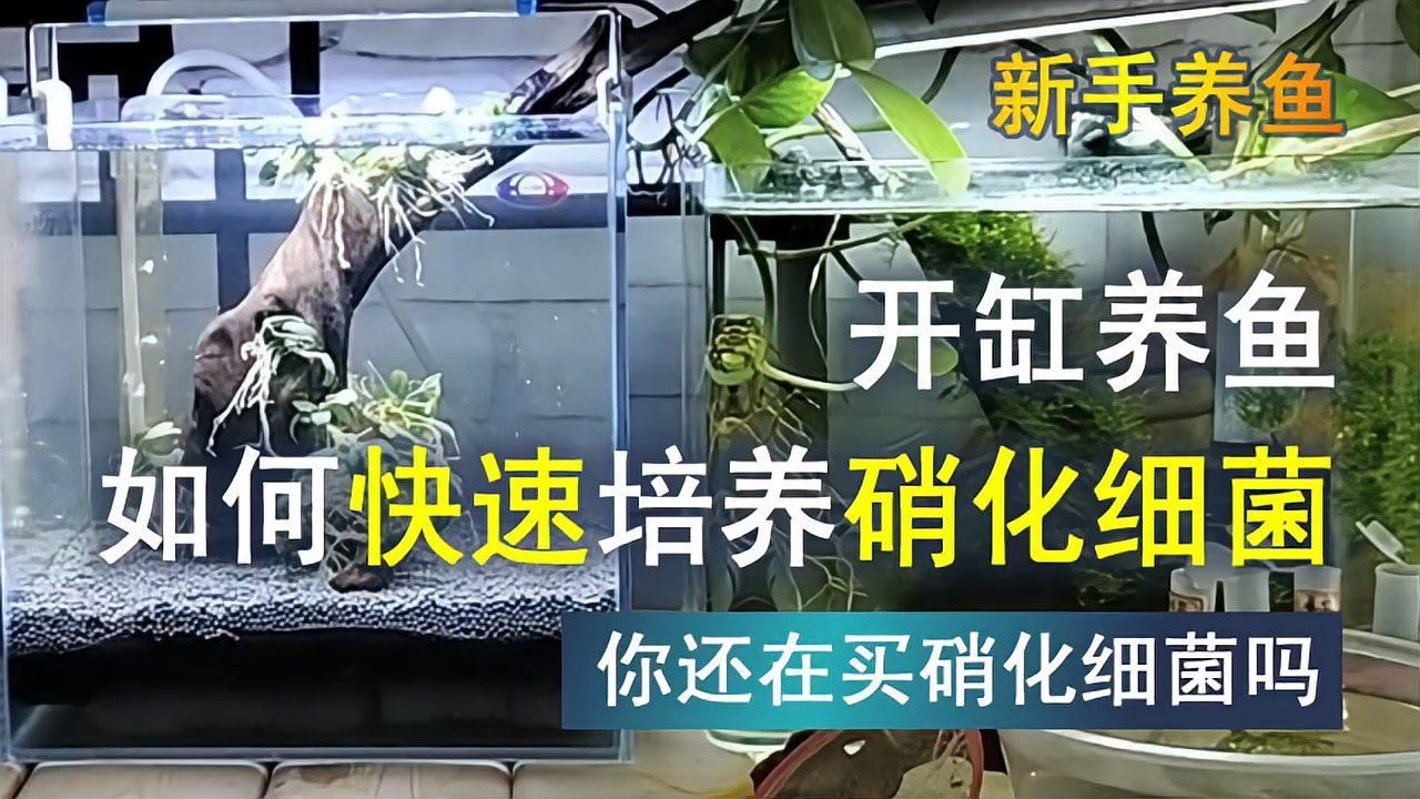 硝化菌培養(yǎng)需要多長(zhǎng)時(shí)間，硝化系統(tǒng)建立進(jìn)度表