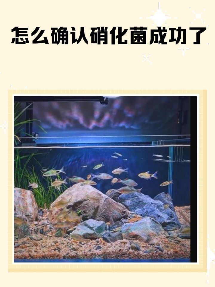 硝化菌培養(yǎng)需要多長(zhǎng)時(shí)間，硝化系統(tǒng)建立進(jìn)度表
