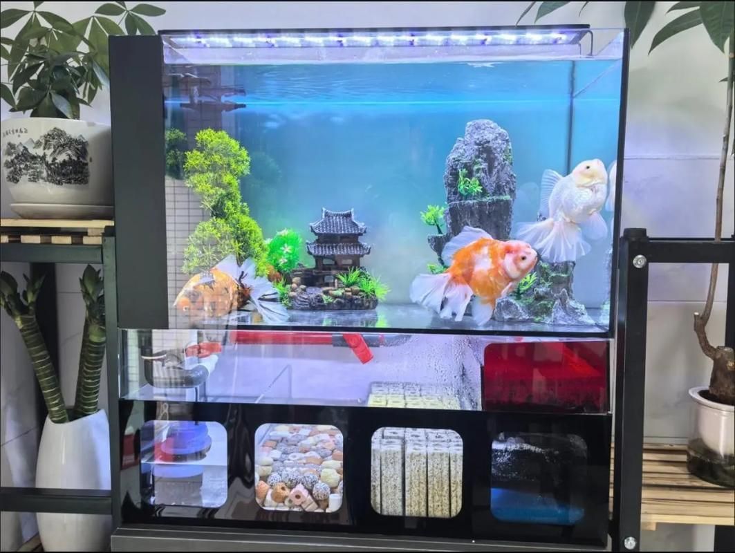 觀賞魚飼養技巧分享，觀賞魚觀賞魚飼養技巧（6.5–7.5、7.5）