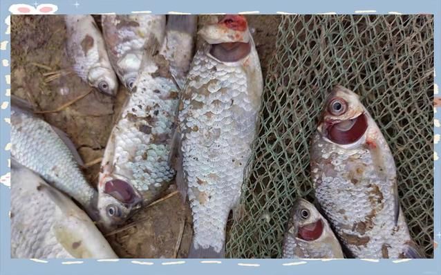 觀賞魚飼養技巧分享，觀賞魚觀賞魚飼養技巧（6.5–7.5、7.5）