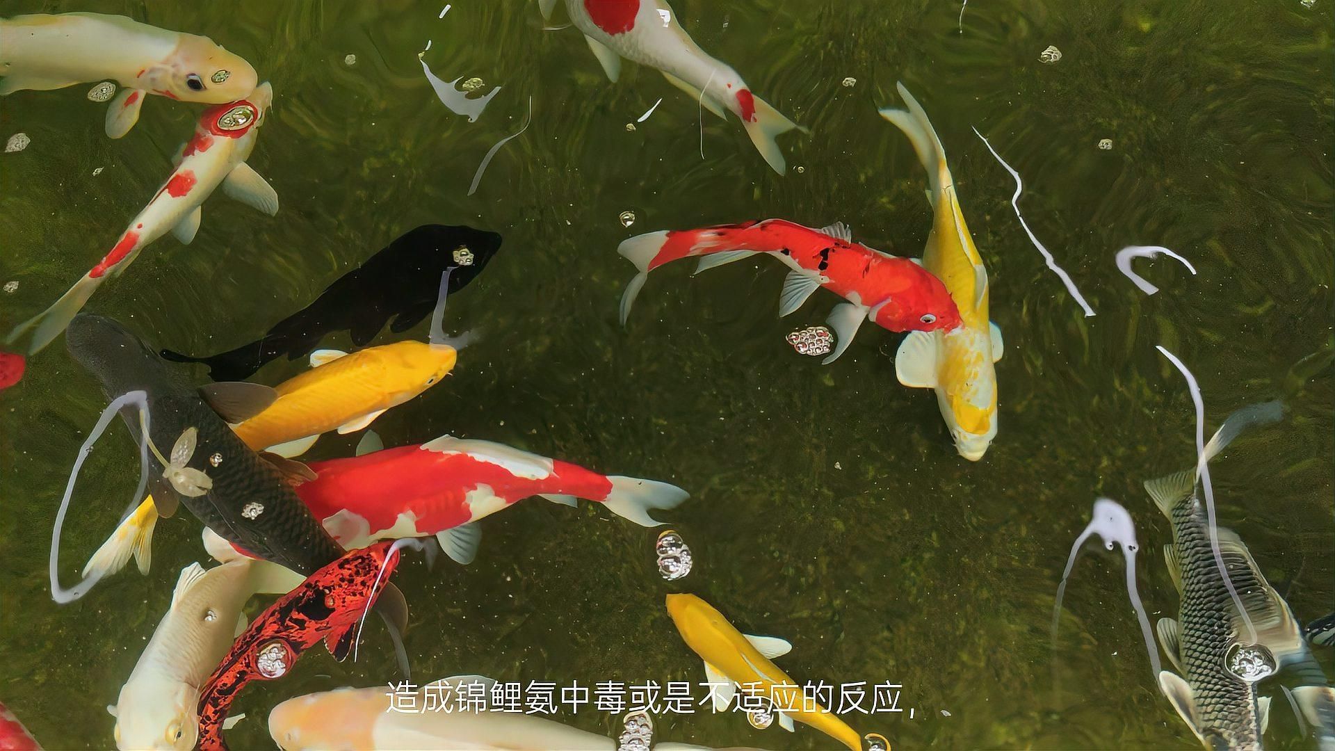 魚鰭爛成一根一根的，寵物研究社：魚鰭爛成一根一根的原因及影響及影響