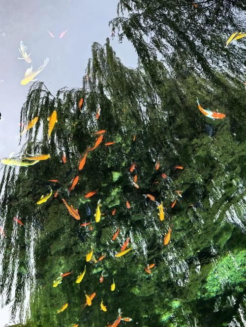 金龍魚有哪些生存威脅，金龍魚的生存威脅
