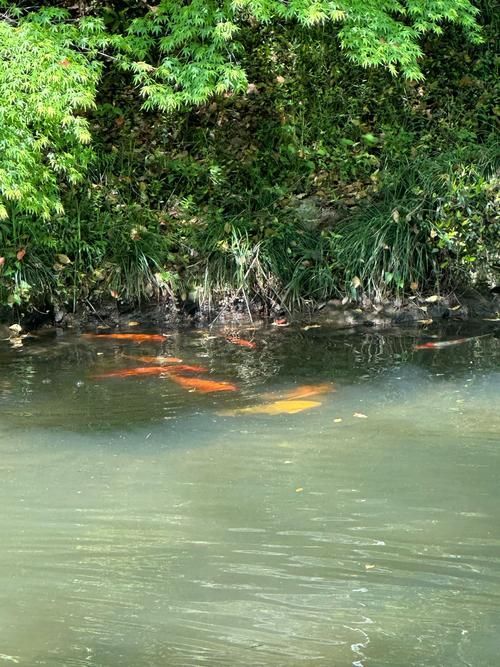 金龍魚有哪些生存威脅，金龍魚的生存威脅
