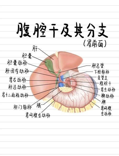 如何安全地進行腹部灌水，富媒體組件聚焦“腹部灌水”與“專業替代方案”的傳播效果