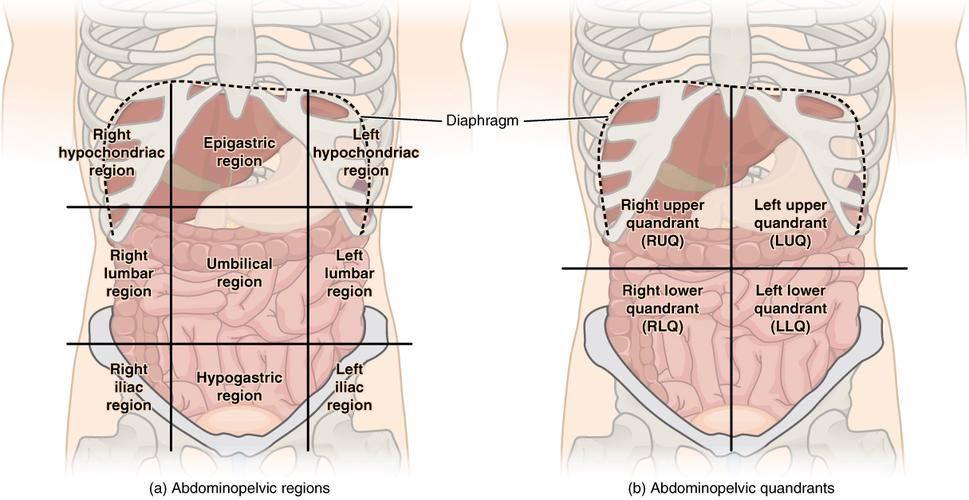 如何安全地進行腹部灌水，富媒體組件聚焦“腹部灌水”與“專業替代方案”的傳播效果