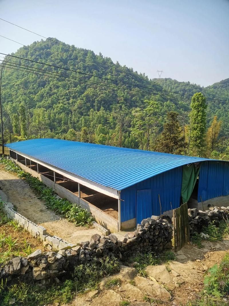 如何聯系徐聞縣龍魚協會獲取價格信息？，徐聞龍道養殖專業合作社需補充“1000字和配圖”